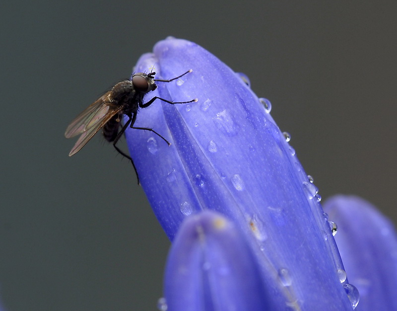 Blume_DDB1274_Bildgröße ändern.jpg